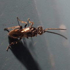 Megaspilidae
