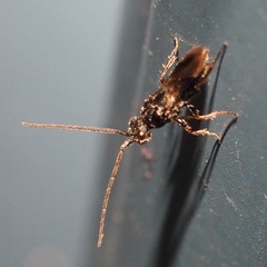 Megaspilidae