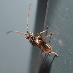 Megaspilidae