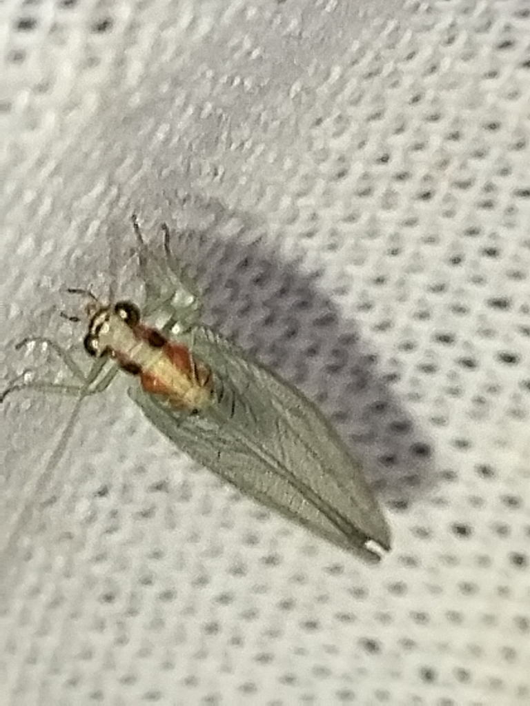 Meleoma pinalena