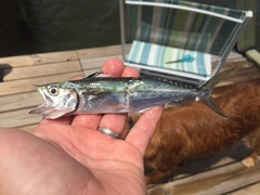 Scomberomorus maculatus