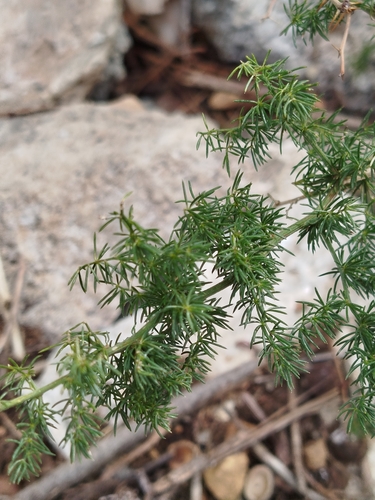 Spiny Asparagus