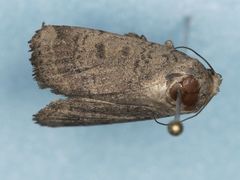 Abagrotis placida