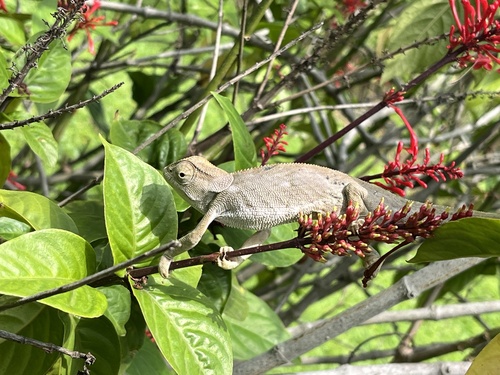 Flap-necked Chameleon