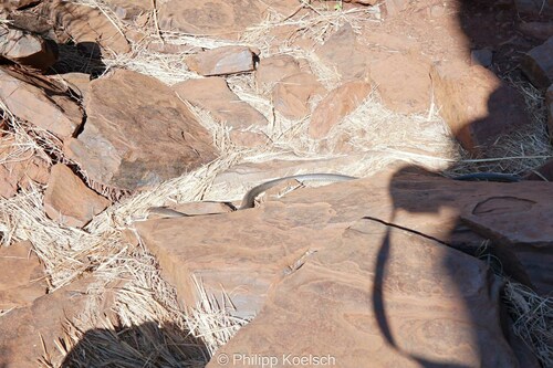 Mulga Snake sighting