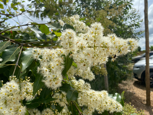 Mindanao Gum (Eucalyptus binacag)