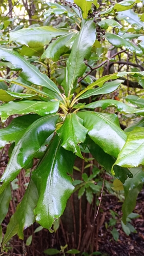 Image of Clethra arborea by (c) Matt Pilkington, some rights reserved (CC BY)
