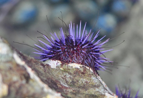 Pacific Purple Sea Urchin, photo 2 of 9
