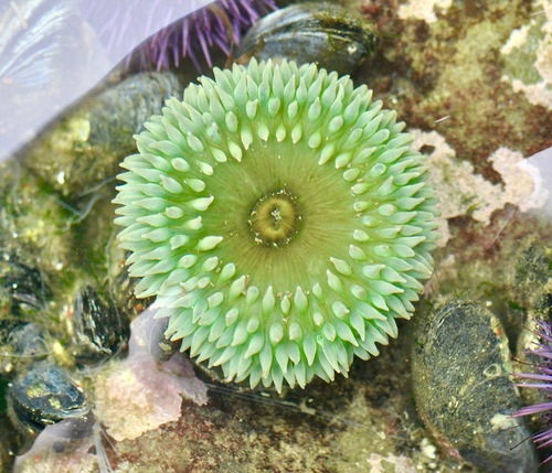 Giant Green Anemone