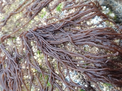 Nemalion elminthoides