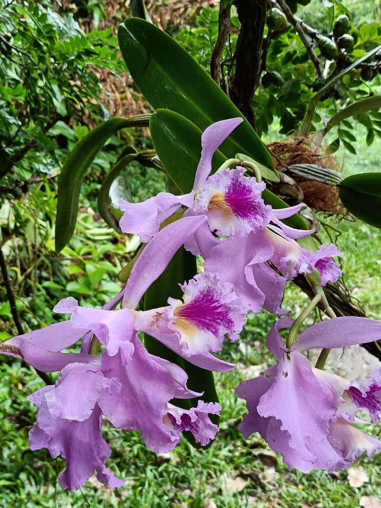Cattleya orchid growing on tree bark