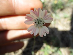 Hemizonia congesta clevelandii