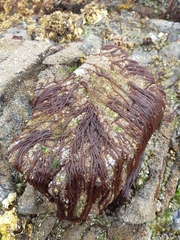 Nemalion elminthoides