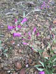 Penstemon patens