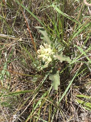 Asclepias nyctaginifolia