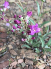 Penstemon patens