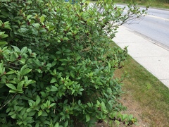 Lonicera involucrata involucrata
