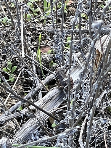 iNaturalist observation photo of Pacific chorus frog