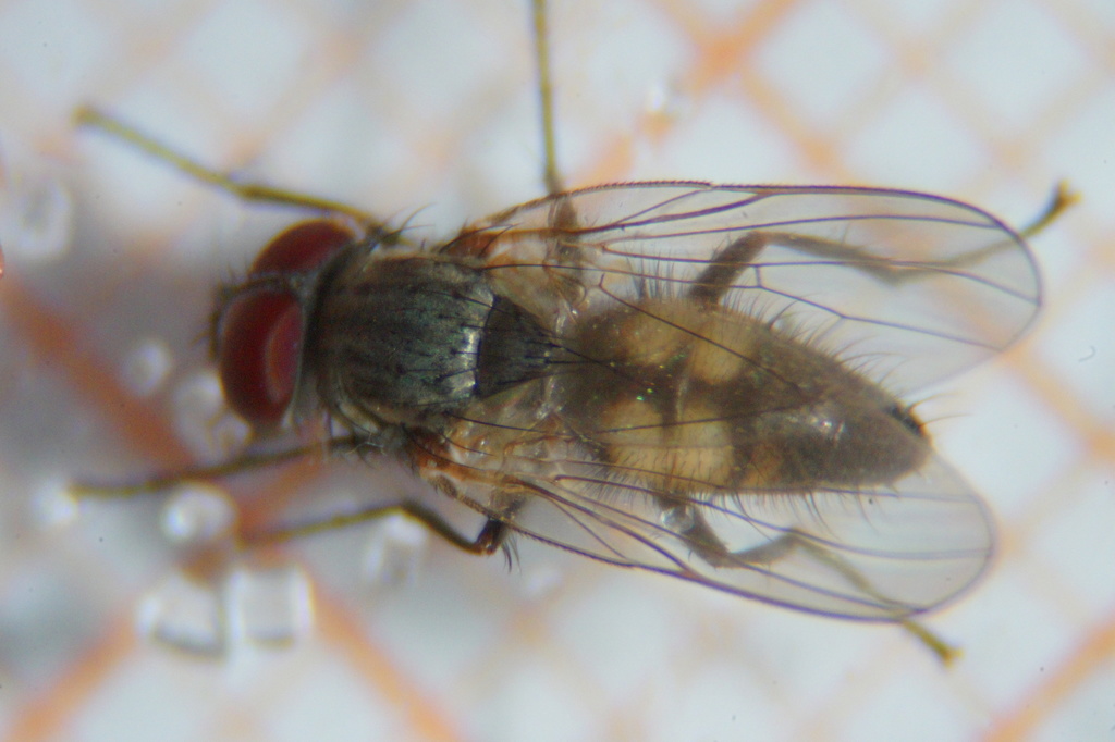 Lesser house fly (Fannia canicularis)