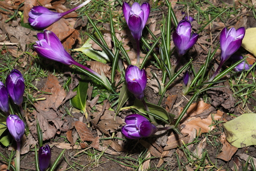 Crocus neapolitanus