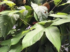 Passiflora platyloba