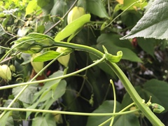 Passiflora platyloba