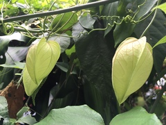 Passiflora platyloba