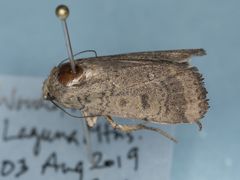 Abagrotis placida