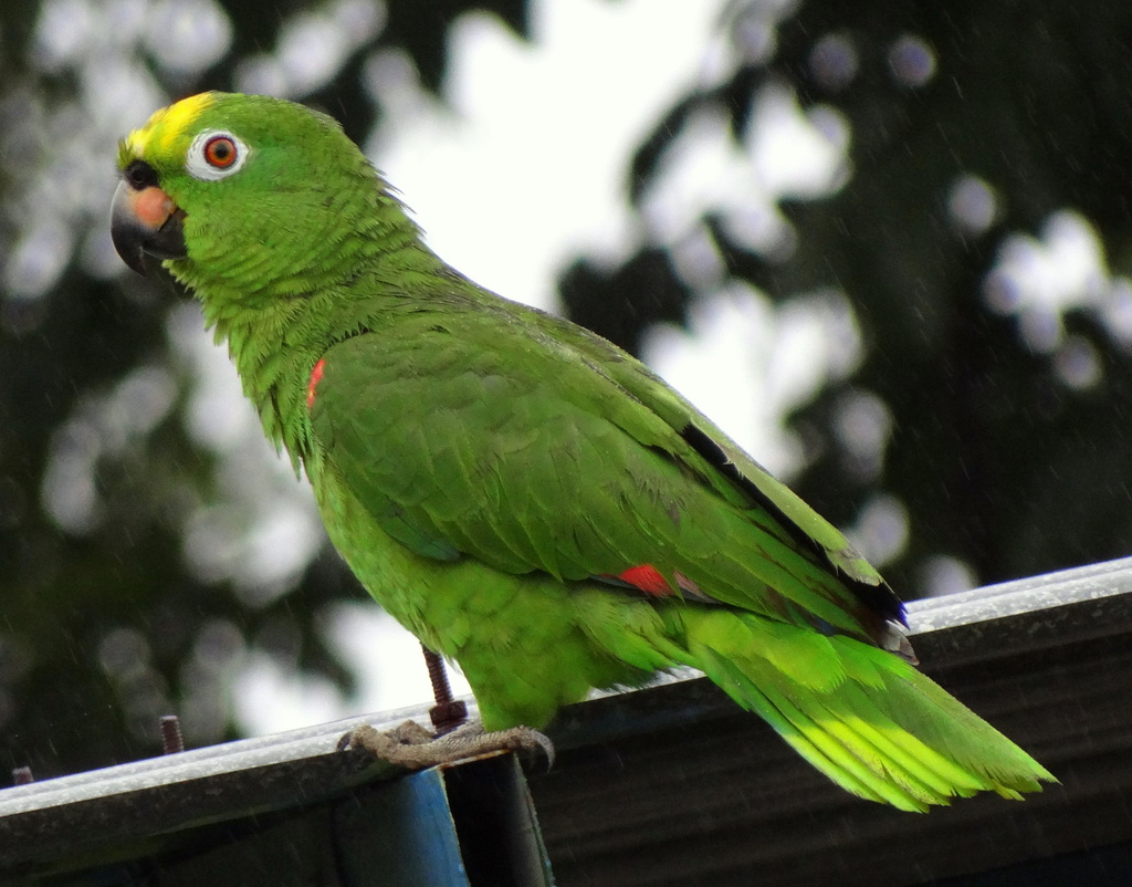 Yellow-crowned Amazon photo
