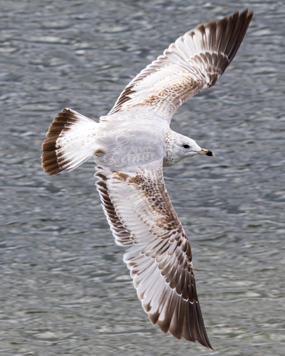Gaviota de Delaware (Larus delawarensis)