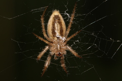 Larinia lineata