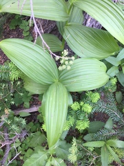 Veratrum viride