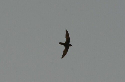 Little Swift