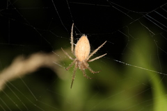 Larinia lineata