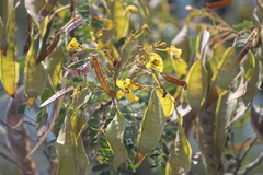 Senna polyantha