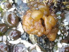 Leathesia marina