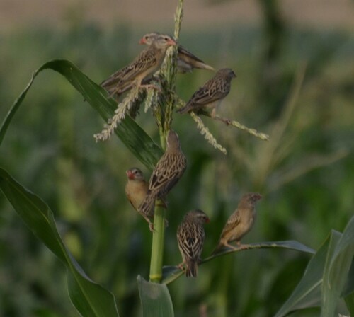 Red-billed Quelea