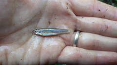 Hybognathus nuchalis