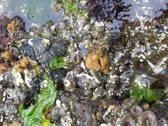 Leathesia marina