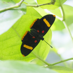 Melanis electron