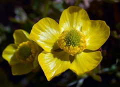 Ranunculus eschscholtzii oxynotus
