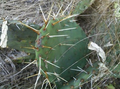 Opuntia humifusa