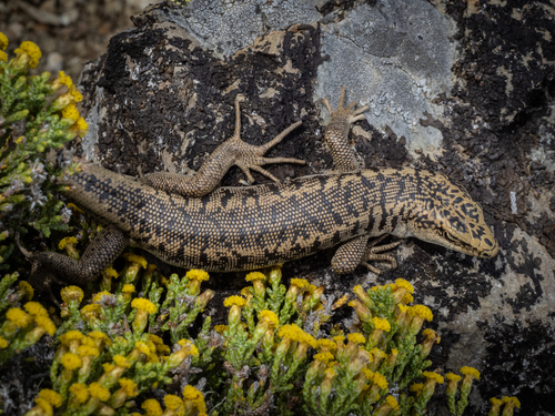 Scree Skink, Oligosoma waimatense