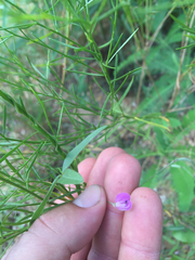 Strophostyles leiosperma