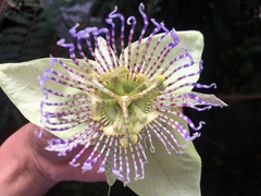 Passiflora platyloba