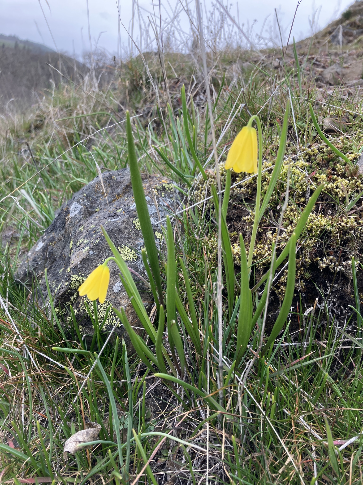 Imagem de Fritillaria pudica não possui um nome popular amplamente reconhecido no Brasil