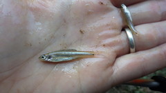 Notropis texanus