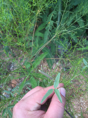 Strophostyles leiosperma