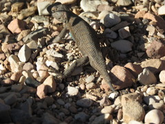 Sceloporus tristichus