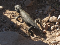 Sceloporus tristichus